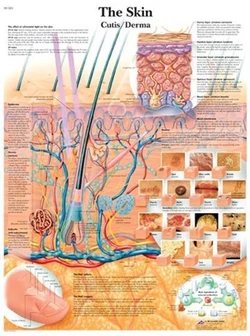 Anatomical Charts And Models – One Of The Best Educational Resources