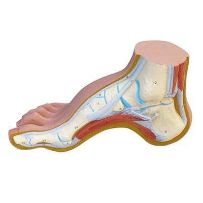 Exploring Health: Anatomical Charts and Mobility Support at My Laser Store